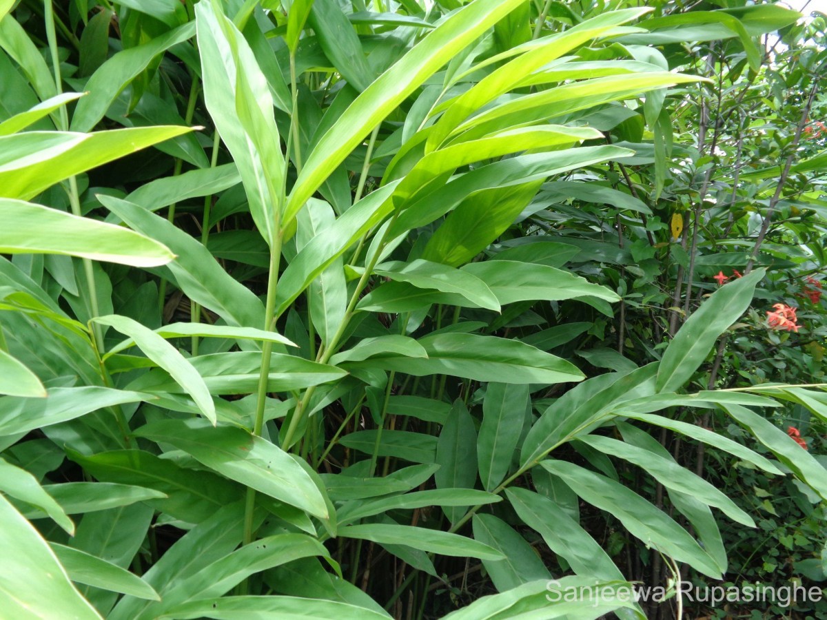Alpinia galanga (L.) Willd.